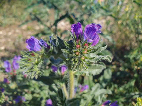 La planta echium creticum, tambi&eacute;n conocida como viborera cretense