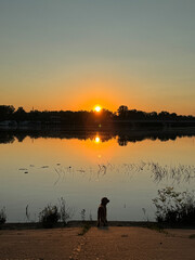 Evening light at sunset. River during sunset with yellow-orange sky, reflections of the sky during sunset in the water of a large river. Dog against sunset. 