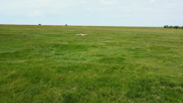 Aerial photography, camera flies quickly over the green steppe, approaching a group of Onagers (Equus hemionus) with two small foals.