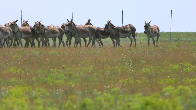 A herd of Onagers (Equus hemionus) on a hot afternoon against the background of the mesh of an acclimatization enclosure; some have transmitters on their necks.