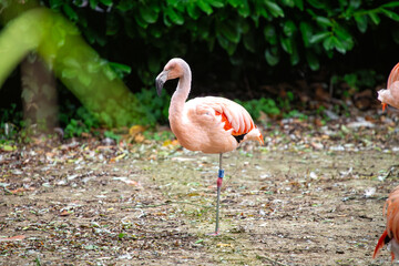 Chilean Flamingo (Phoenicopterus chilensis) in South America – A Stunning Pink Wader
