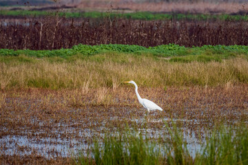 A great white egret in Merced National Wildlife Refuge in California