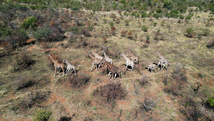 Safari Trip At Pilanesberg In National Park South Africa. Africa Safari Landscape. Wildlife Scenery. Game Drive Background. Pilanesberg At National Park South Africa. Big Five Animals.