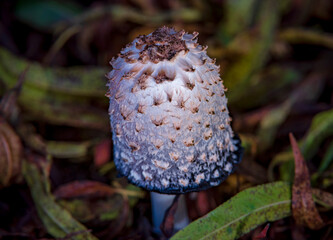 Shaggy main mushrooms on a leaf littered forest floor in autumn