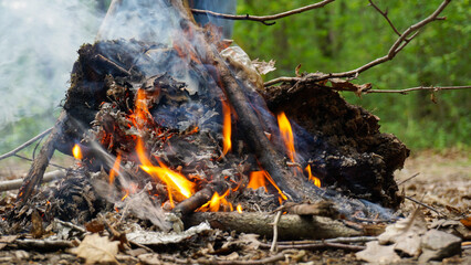 Close-up view of campfire flames dancing around logs and dry leaves, creating a captivating display of light and heat in a forest clearing.