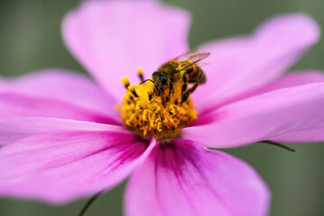 Bee on a flower