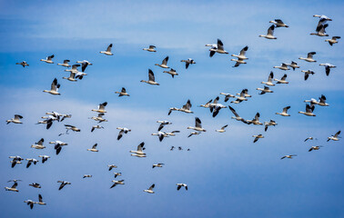 Migrating snow geese stop to rest in the Merced National Wildlife Refuge in California