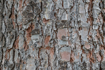 Pinus lambertiana (sugar pine or sugar cone pine),  Los Angeles County, California. Angeles National Forest / San Gabriel Mountains National Monument. Mount Wilson.