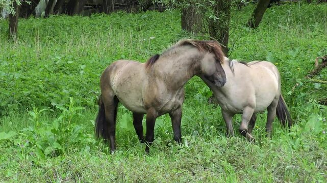  Mating games of two polish horses in a floodplain forest on the banks of the river Waal, Netherlands.