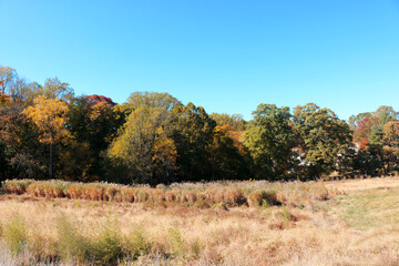 Fall landscape
