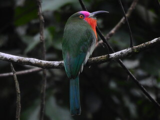 Bee-eater from Sumatra
