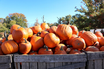 Pumpkins 