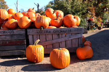 pumpkins in a market 