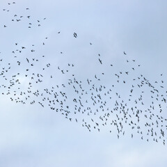 Flock of Red Knots (Calidris canutus) off Bull Island, Dublin, commonly found along coasts