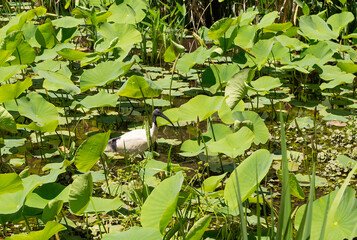 Sacred Lotus lilies with an Australian White Ibis