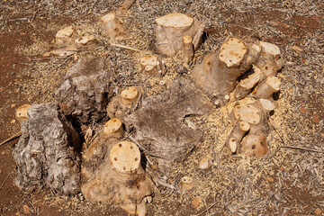 Outdoor view of poisoned wild olive tree stump