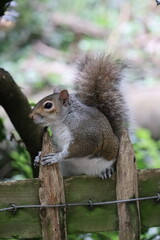 Cute small gray squirrel sitting on a fence around the Holland Park In London.