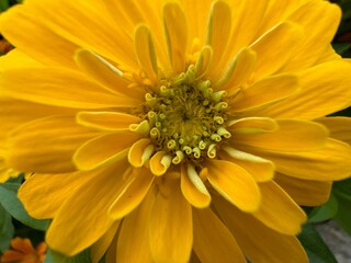 Yellow elegant zinnia flowers macro. Close-up. Zinnia elegans (Z. violacea) known as youth andage. Double yellow flowers of the Zinnia Oklahoma. An ornamental plant of the Asteraceae family.
