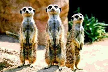 Fototapeta premium A family of meerkats standing on their hind legs