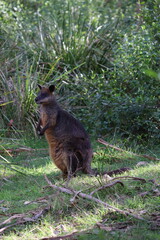 Cute funny wallaby at Phillip Island, near Melbourne in Victoria, Australia.