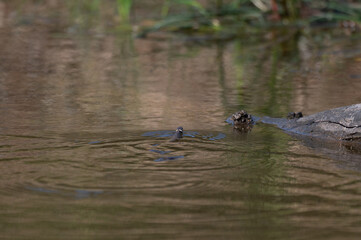 Natrix natrix - Grass snake - Ringed snake - Water snake - Couleuvre à collier