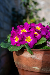 Pink polyanthus primroses in bloom