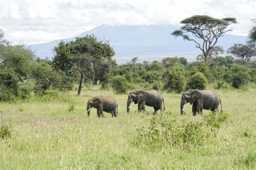 Fototapeta premium A group of elephants walking through the savanna with Mount Kilimanjaro