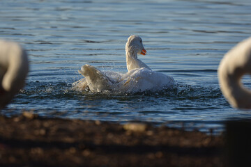 oiseau, oiseau d'eau, oiseau blanc, oiseau qui ce nettoie, oie, oiseau de mare, mare, lac , étang, oiseau qui joue dans l'eau, bec rouge, yeux bleus, 