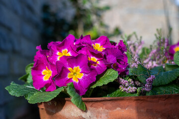 Pink polyanthus primroses in bloom