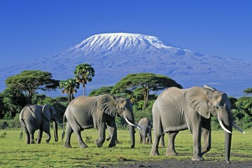Fototapeta premium A group of elephants walking through the savanna with Mount Kilimanjaro