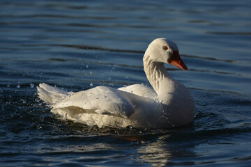 oiseau, oiseau d'eau, oiseau blanc, oiseau qui ce nettoie, oie, oiseau de mare, mare, lac , étang, oiseau qui joue dans l'eau, bec rouge, yeux bleus, 