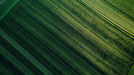 Naklejka premium Drone Monitoring Crops for Precision Farming: Smart Agriculture with IoT Field Analysis