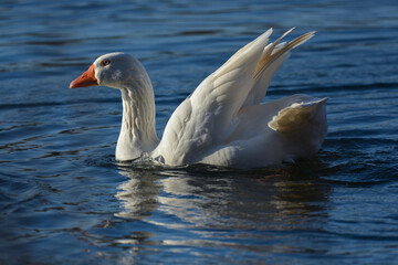 oiseau, oiseau d'eau, oiseau blanc, oiseau qui ce nettoie, oie, oiseau de mare, mare, lac , étang, oiseau qui joue dans l'eau, bec rouge, yeux bleus, 