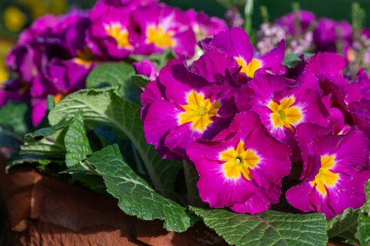 Pink polyanthus primroses in bloom