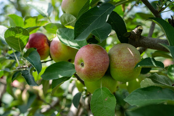 apples on tree