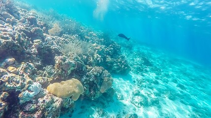 Obraz premium Underwater scene showcasing coral reefs and marine life.