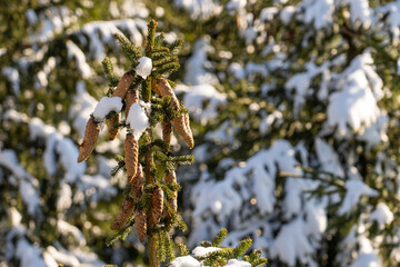 Mountain landscape with snow-covered fir trees in the rays of the sun