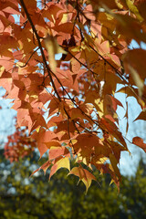 フウの木の紅葉
