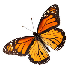Fototapeta premium Beautiful butterfly insect isolated on the transparent background