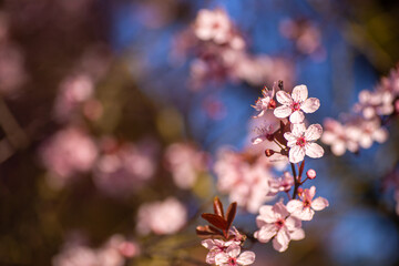 Beautiful blooming spring cherry branch, sunny day, outdoor photo with copy space. Tender pink flowers. Natural positive background with place for text