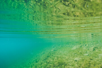 Crystal clear waters reveal a vibrant underwater world, where sunlight dances on a bed of verdant green plants.