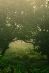 morning in the forest