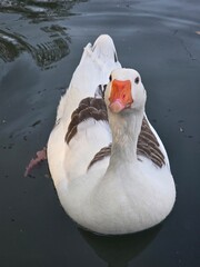 white goose swimming in the water © Yahir Ariaz