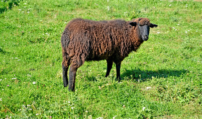 Fototapeta premium A Karakul sheep stands in a pasture