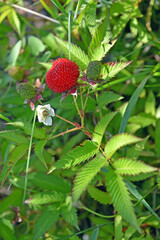 Rosewood raspberry (Rubus rosifolius Sm.) with fruits and flower