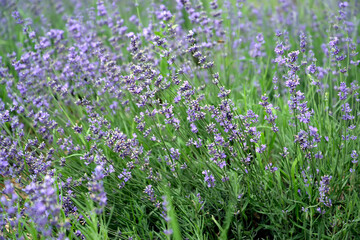 Flowering lavender is narrow-leaved (Lavandula angustifolia Mill.). Summer