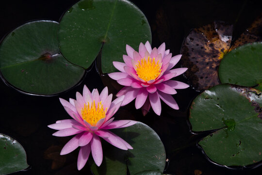 Ninfeia - Nymphaeceae	
