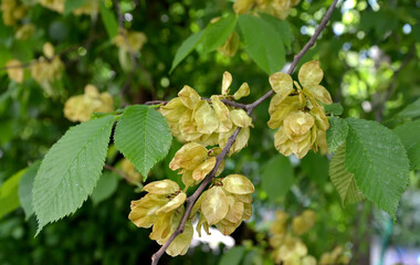 Mature fruits of the rough elm (Ulmus glabra Huds.), Close-up