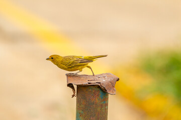 Um pássaro bonito, amarelo, pousado em uma estaca de metal.