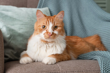 Cute cat lying in armchair at home, closeup